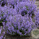 Nepeta 'Cat's Pajamas' GM P9