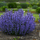 Nepeta 'Cat's Pajamas' GM P9
