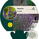 Nepeta faassenii GM P9