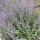 Nepeta faassenii GM P9