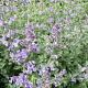 Nepeta faassenii GM P9