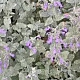 Nepeta faassenii GM P9