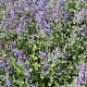 Nepeta faassenii GM P9