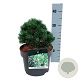 Pinus mugo 'Sherwood Compact' 20-25 cm