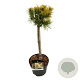 Pinus mugo 'Winter Gold' 40 cm stam 5,0L