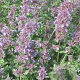 Nepeta grandiflora 'Bramdean' GM P9