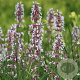 Nepeta grandiflora 'Dawn to Dusk' GM P9