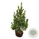 Pinus peuce 100-125 cm draadkluit extra