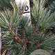 Pinus strobus 'Radiata' 40-50 cm met kluit
