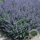 Nepeta 'Kit Cat' GM P9