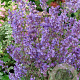 Nepeta 'Kit Cat' GM P9
