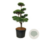 Pinus sylvestris 150-175 cm cont. 180L bonsai