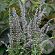 Nepeta latifolia GM P9