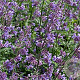 Nepeta mussinii GM P9