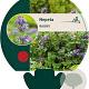 Nepeta mussinii GM P9