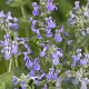 Nepeta mussinii GM P9