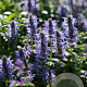 Nepeta nervosa 'Blue Moon' GM P9