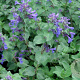 Nepeta racemosa 'Toria' GM P9