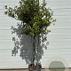 Quercus ilex 80-120 cm 30L bol meerstammig