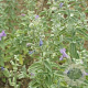 Nepeta 'Senior' GM P9
