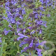 Nepeta sibirica GM P9