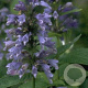Nepeta subsessilis GM P9
