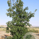 Quercus macrocarpa 20-25 HO draadkluit 250 cm stam