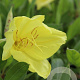 Oenothera macrocarpa GM P9