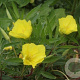 Oenothera macrocarpa GM P9