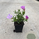 Oenothera speciosa 'Siskiyou' GM P9