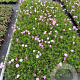 Oenothera speciosa 'Siskiyou' GM P9