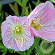 Oenothera speciosa 'Siskiyou' GM P9