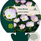 Oenothera speciosa 'Siskiyou' GM P9