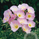 Oenothera speciosa 'Siskiyou' GM P9