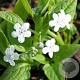 Omphalodes verna 'Alba' GM P9
