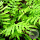 Onoclea sensibilis GM P9