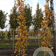 Quercus warei Regal Prince 12-14 HO draadkluit geveerd