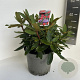 Rhododendron (Y) 'Bohl Roter Stern' 30-40 cm 5,0L