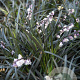 Ophiopogon plan. 'Niger' GM P9