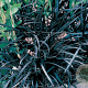 Ophiopogon plan. 'Niger' GM P9