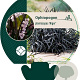 Ophiopogon plan. 'Niger' GM P9