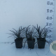 Ophiopogon plan. 'Niger' GM P9