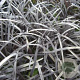 Ophiopogon plan. 'Niger' GM P9