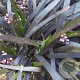 Ophiopogon plan. 'Niger' GM P9