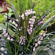 Ophiopogon plan. 'Niger' GM P9