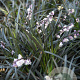 Ophiopogon plan. 'Niger' GM P9