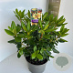 Rhododendron 'Nancy Evans' 30-40 cm 5,0L