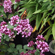 Origanum 'Rosenkuppel' GM P9