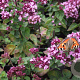 Origanum 'Rosenkuppel' GM P9