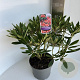Rhododendron 'Tortoiseshell Orange' 40-50 cm 5,0L